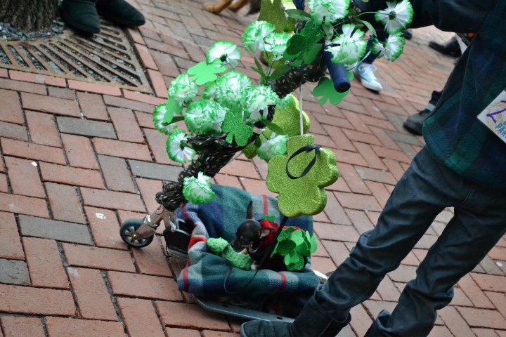 CelticDoggieParade10.jpg