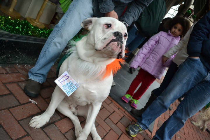 CelticDoggieParade13.jpg